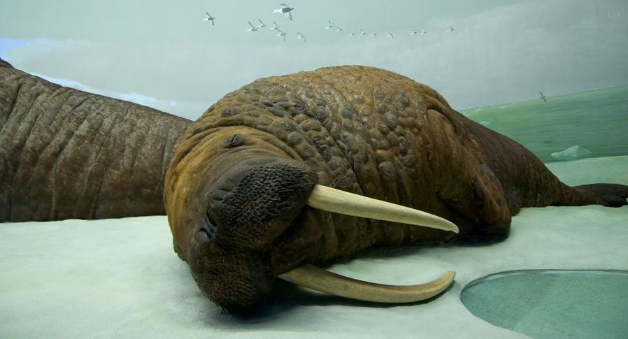 AMNH - Walrus